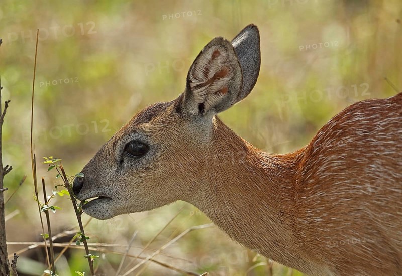 Sharpe's sharpe's grysbok
