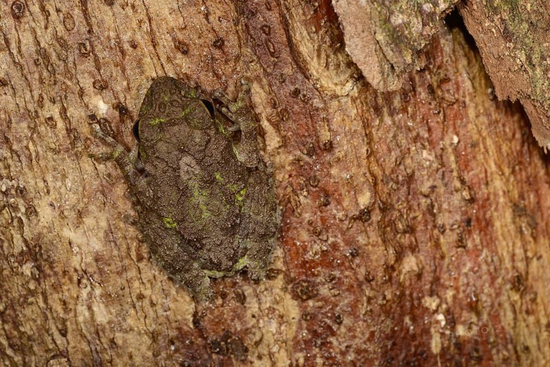 Adult tubercle shrub frog