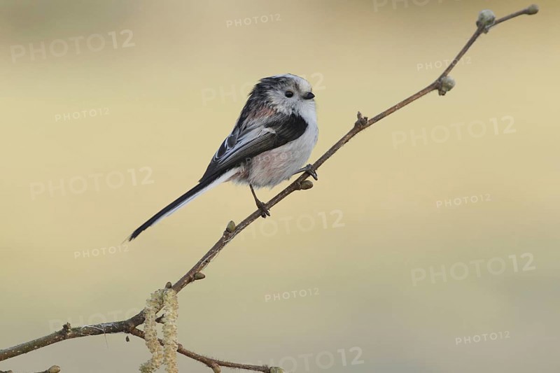 Long-tailed Tit