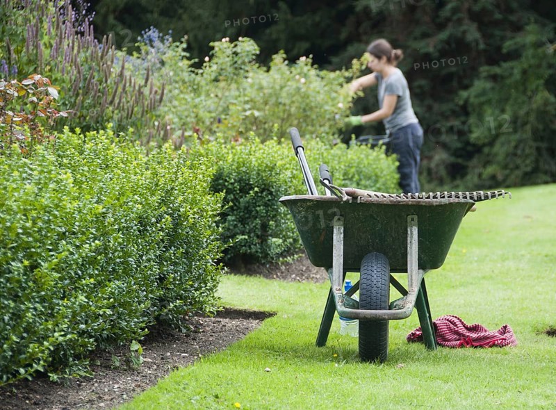 Wheelbarrow on lawn at edge of borders