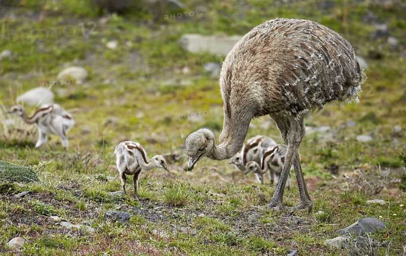 Lesser darwin's rhea