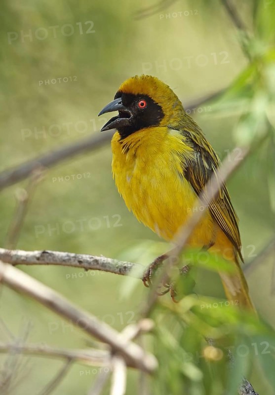 Southern masked weaver