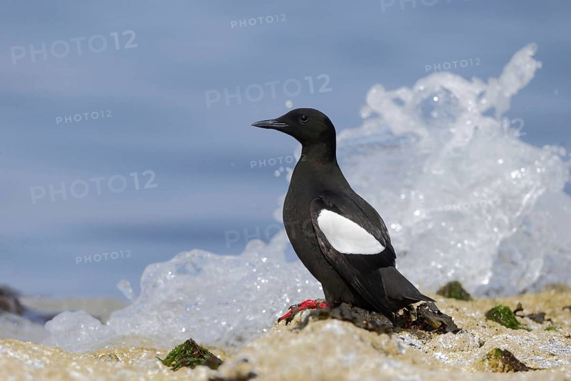 Black Guillemot