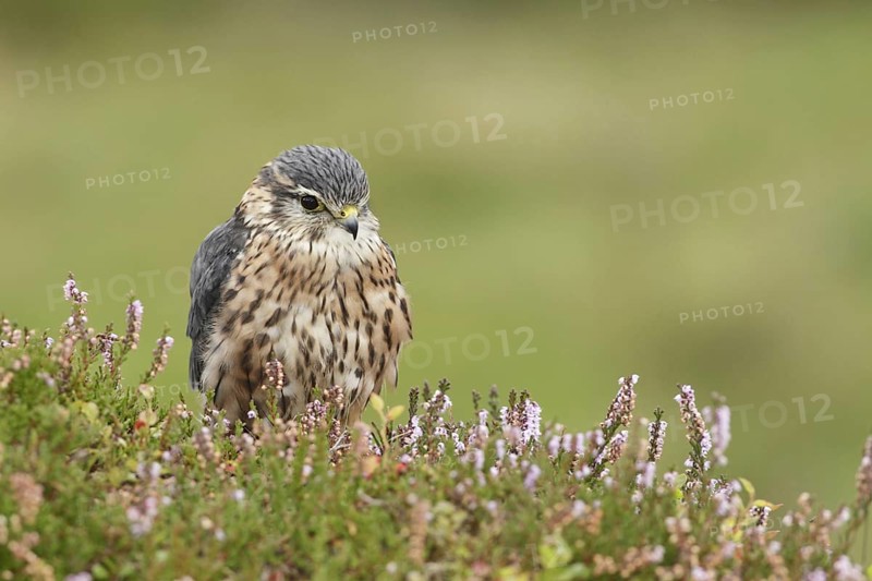Merlin