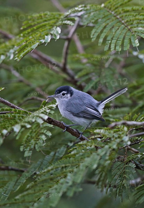 Tropical gnatcatcher