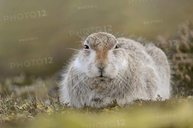 Mountain hare