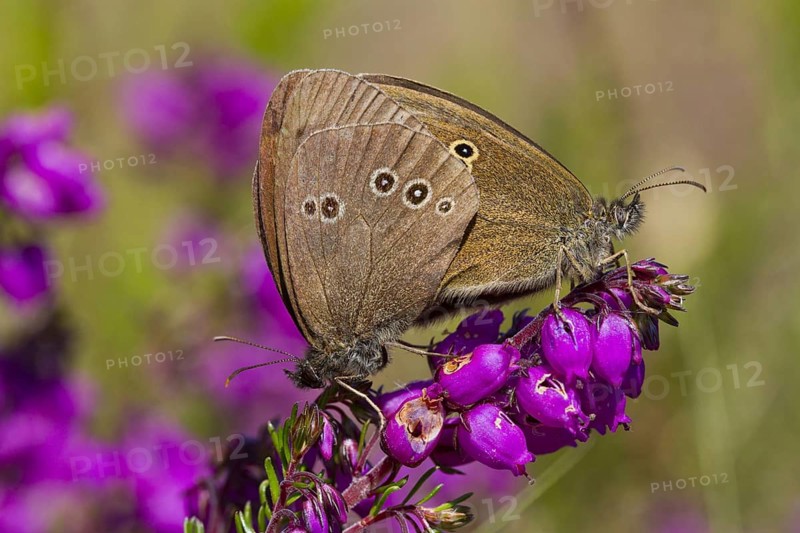 Ringlet