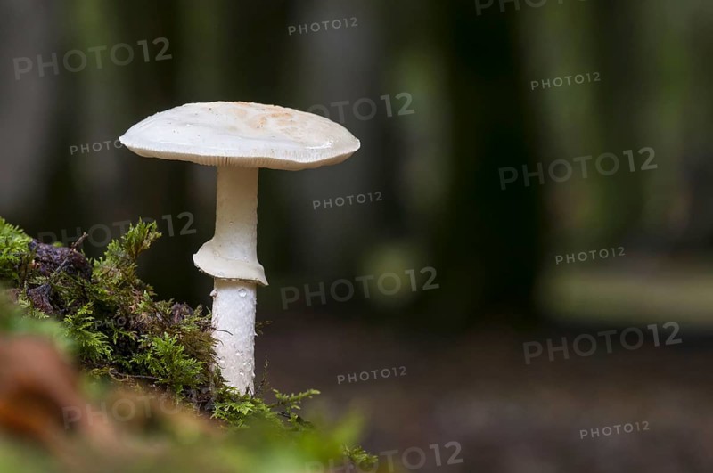 A false deathcap
