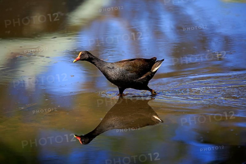 Dusky moorhen