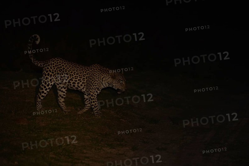 African Leopard