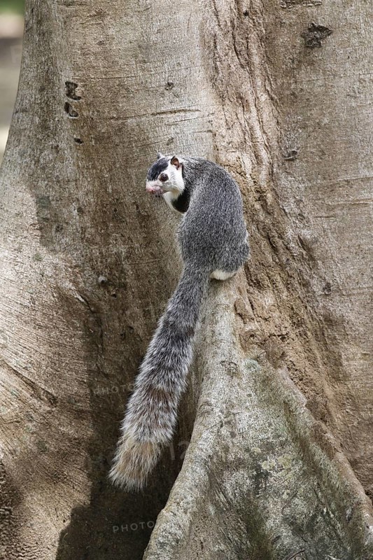 Adult Grizzled Giant grizzled giant squirrel