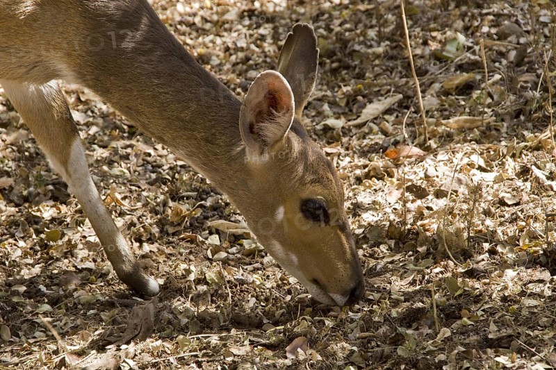 Shirring Antelope