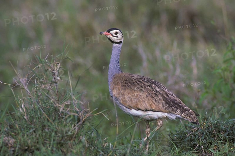 White-bellied bustard