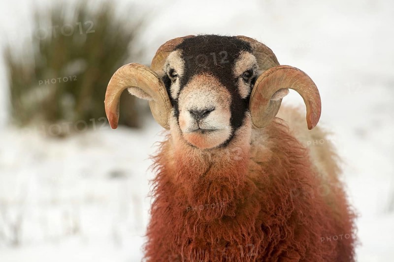 Domestic sheep