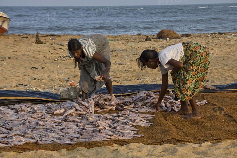 Spreading fish to dry on the beach in Negombo