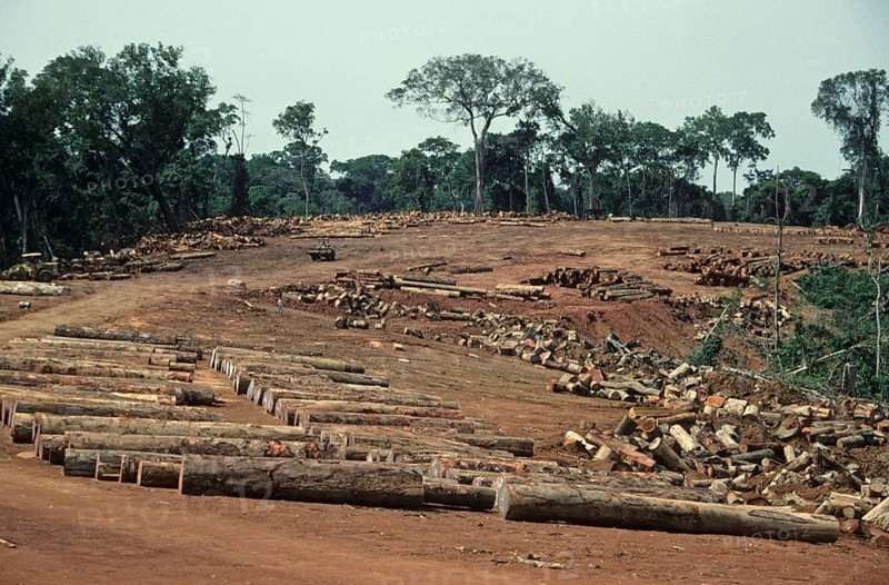 Destruction of tropical moist forests