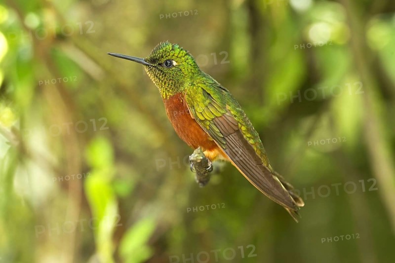 Chestnut-breasted Coronet