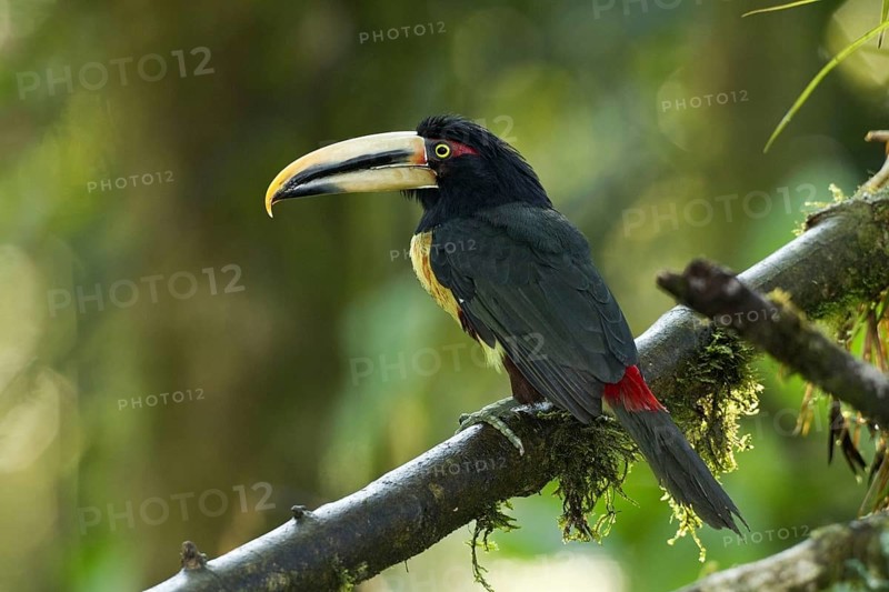 Pale-mandibled Aracari