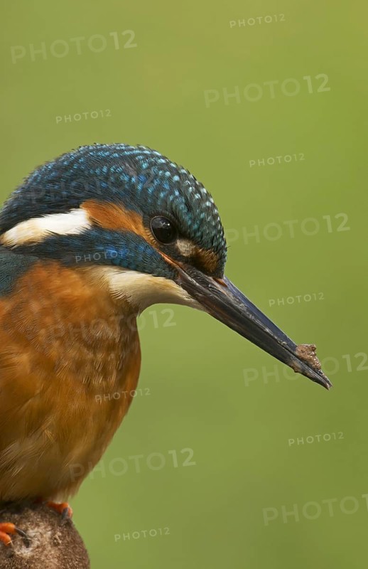 Common Kingfisher