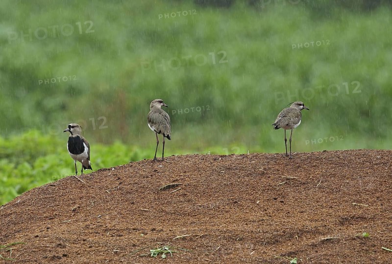 Southern Lapwing