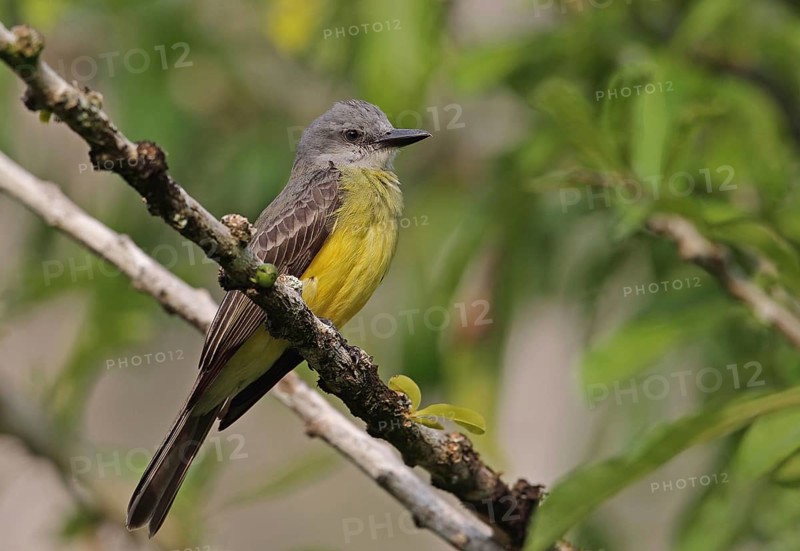 Tropical kingbird