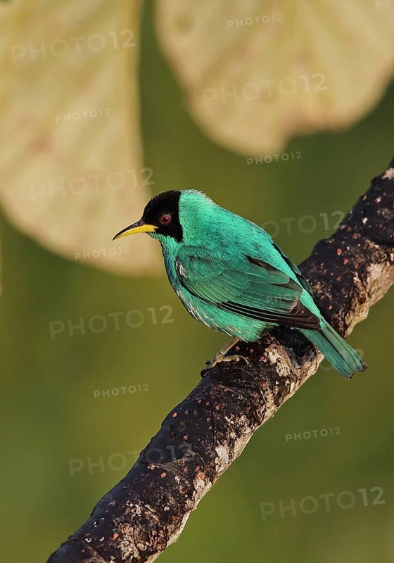 Green Honeycreeper
