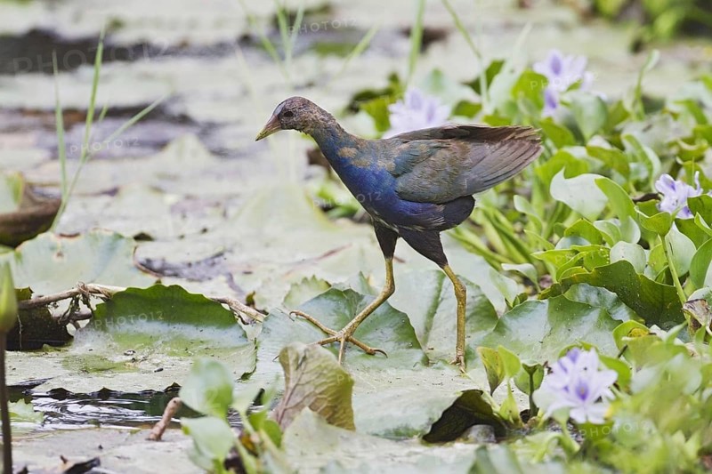 Purple Gallinule