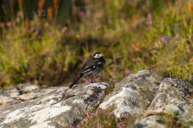 Pied Wagtail