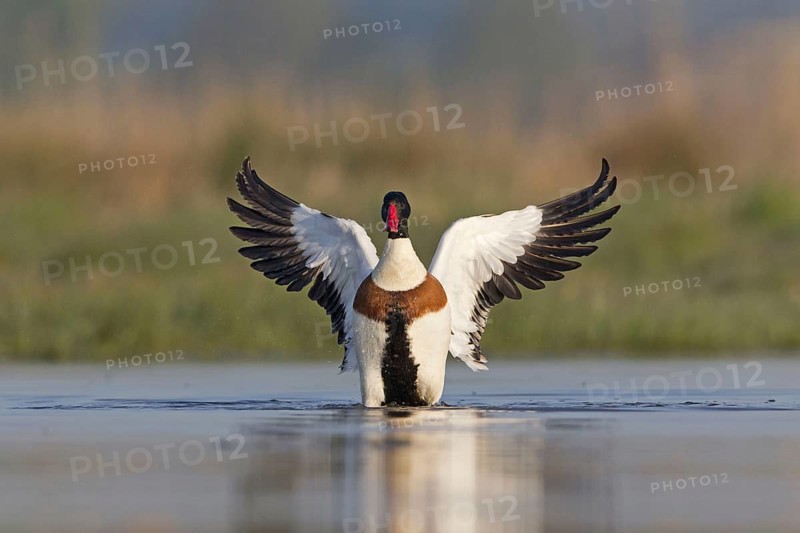 Common Shelduck