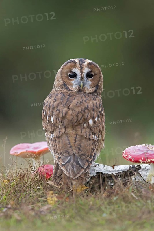Tawny owl