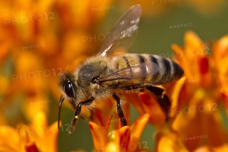 Western Honey Bee