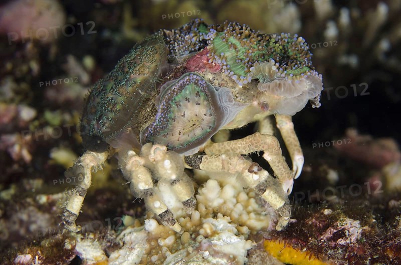 Decorator spider crab