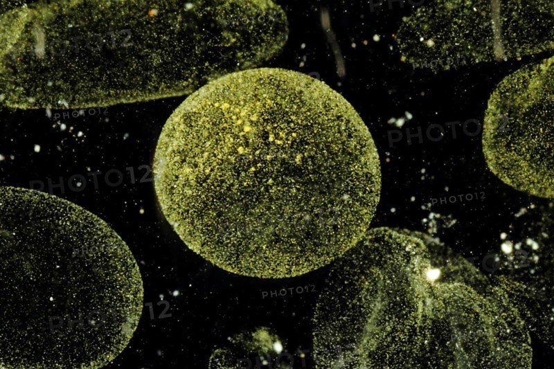 Phytoplankton