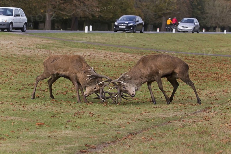 Red Deer