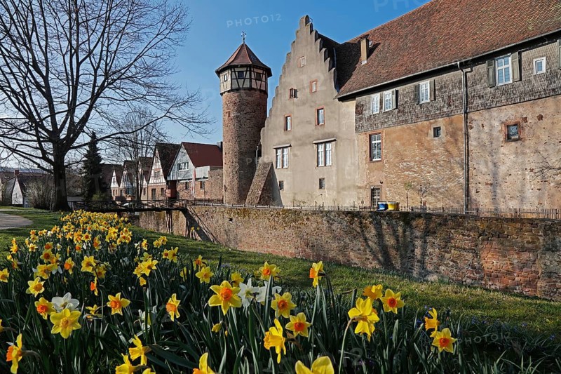 Narzissen