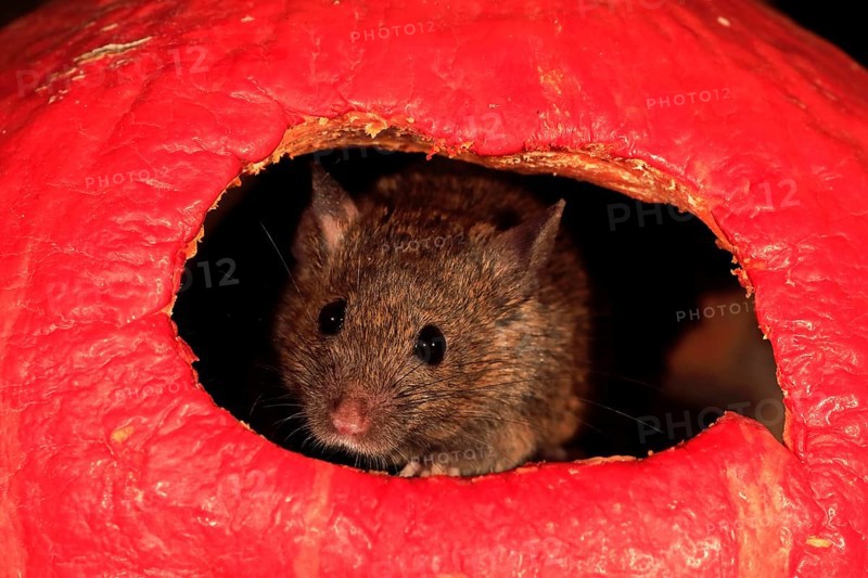 House Mouse