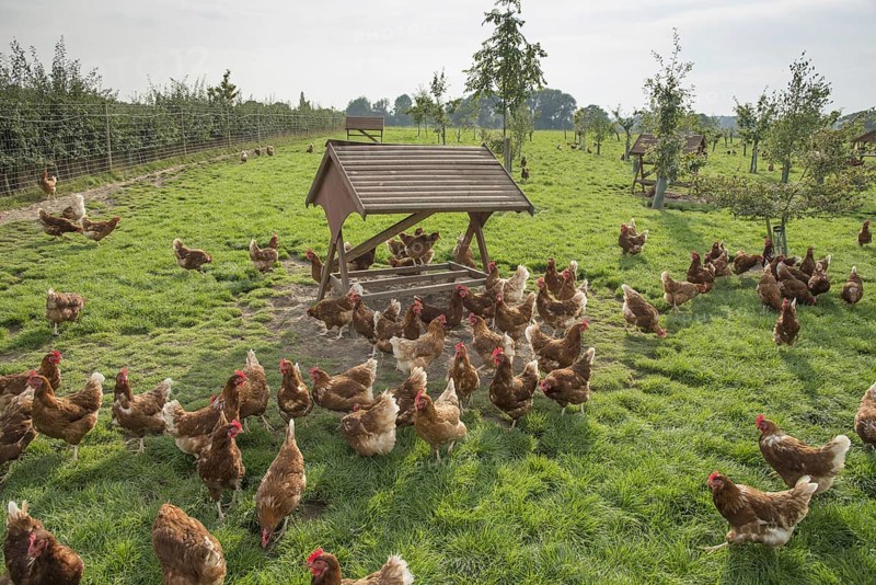 Domestic chickens