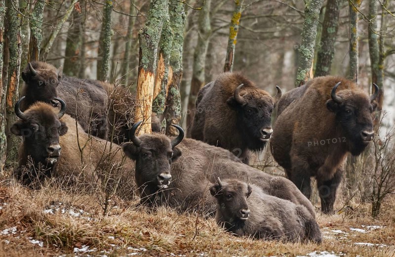 European bison