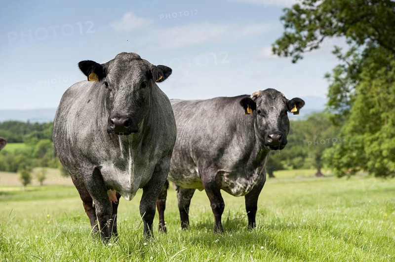Domestic cattle