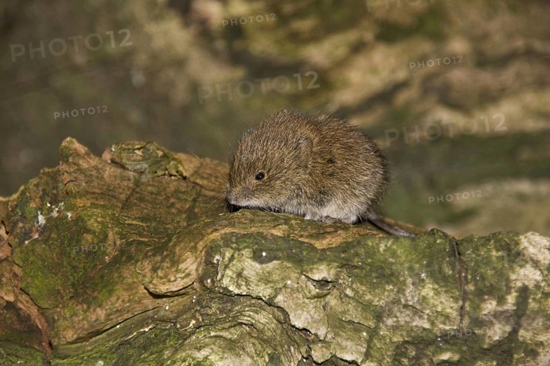 Wood vole