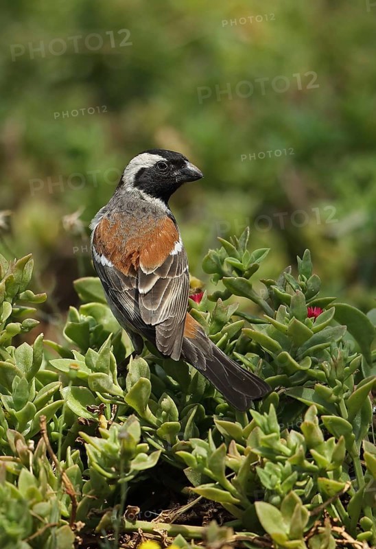 Cape sparrow