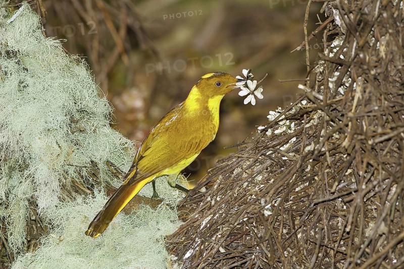 Golden Bowerbird
