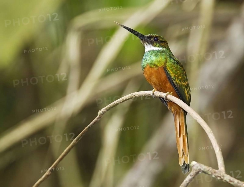 Rufous-tailed Jacamar