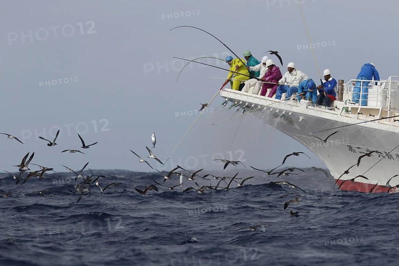 White-faced Shearwater