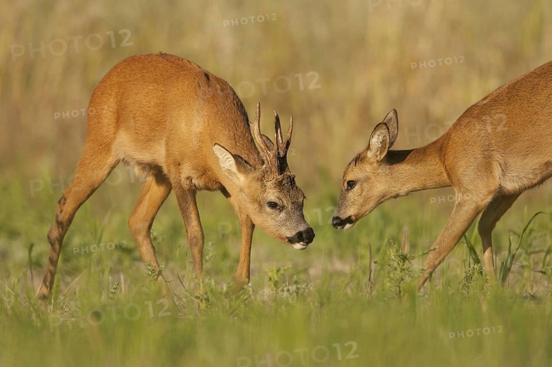 Western Roe Deer