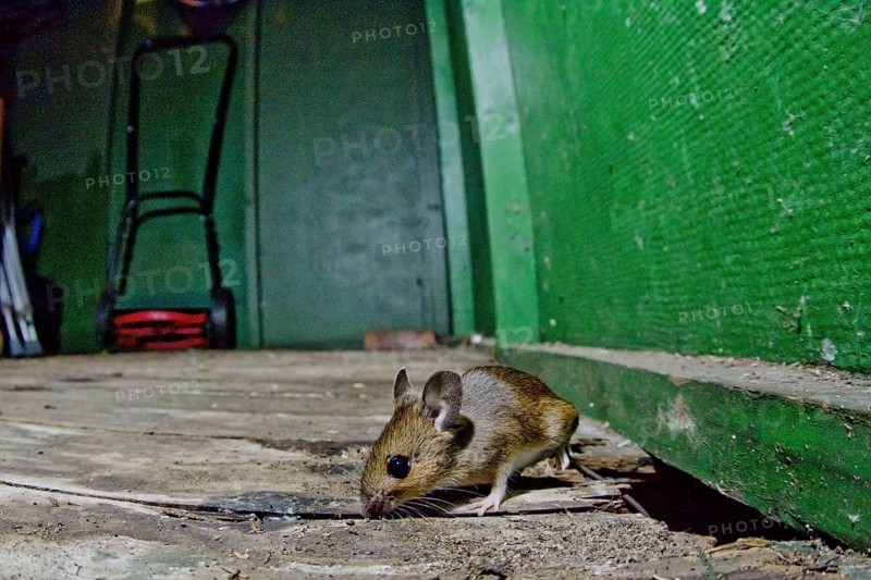 Wood Mouse