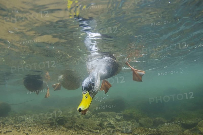 Mallard Duck