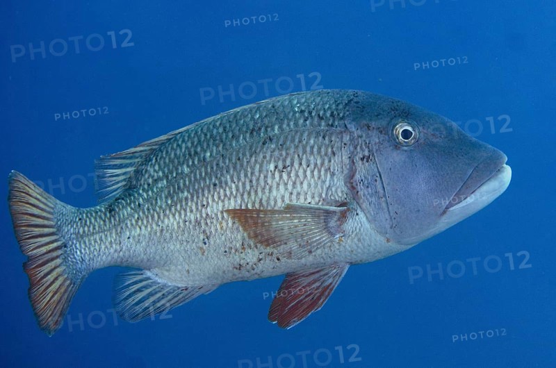 Two-spot red snapper