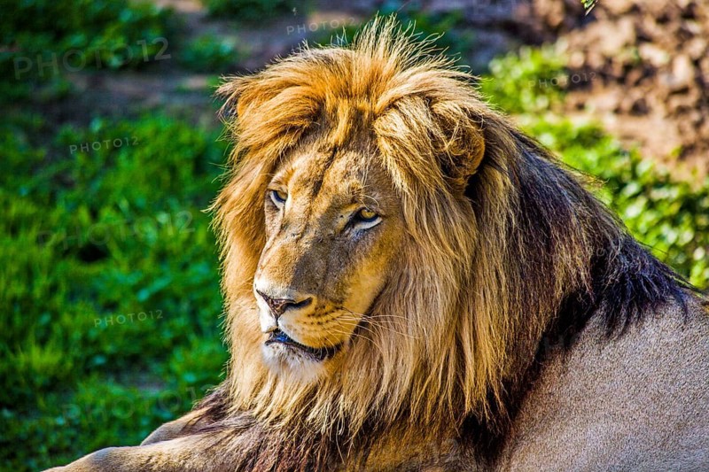 Male lion