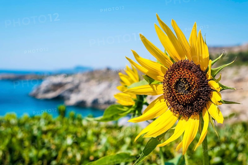 Sunflower at sunrise